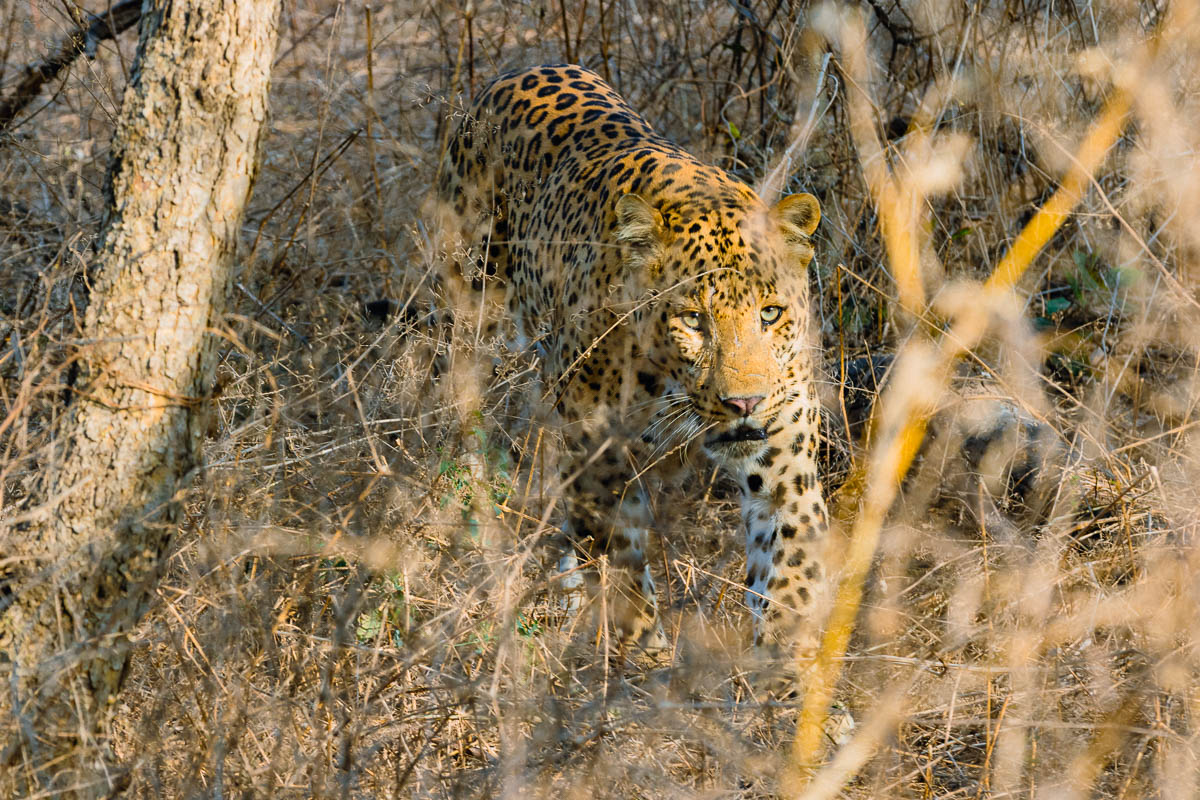 Leopard at Jhalana