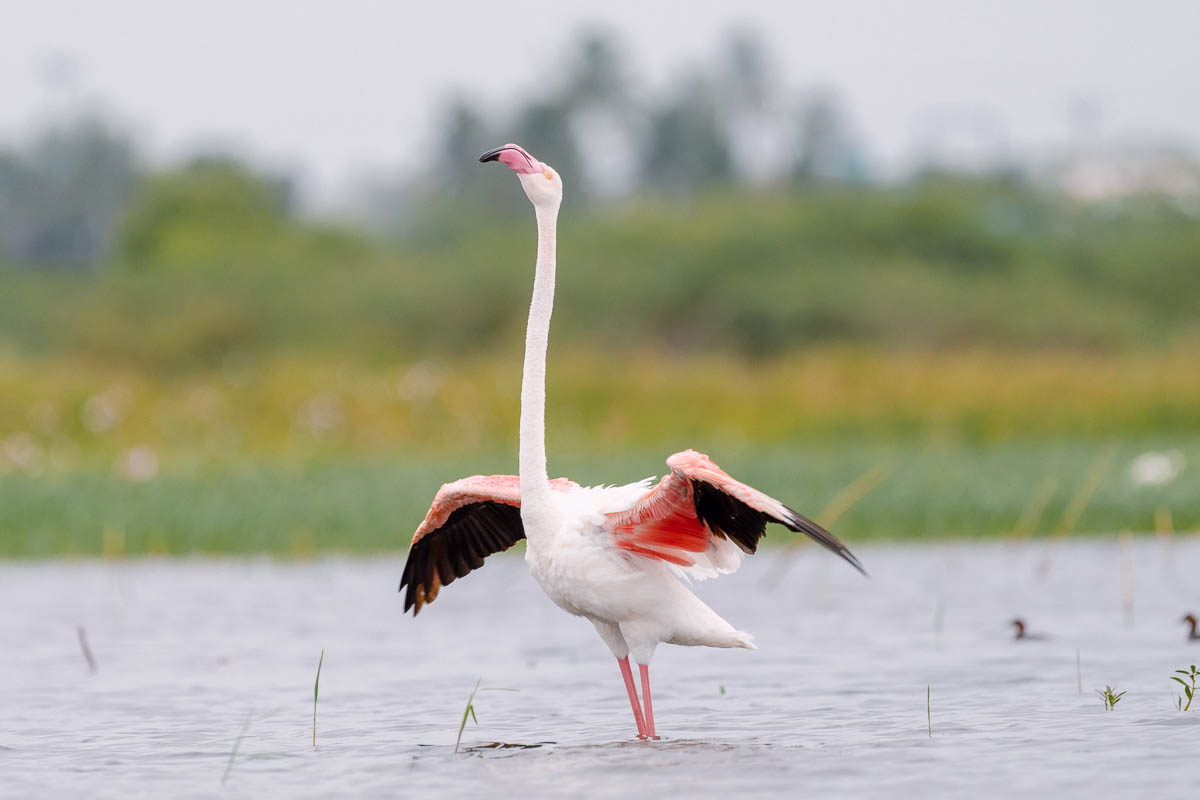 Flamingo at Bhigwan Bird Sanctuary in Maharashtra. Wildlife photography webinar