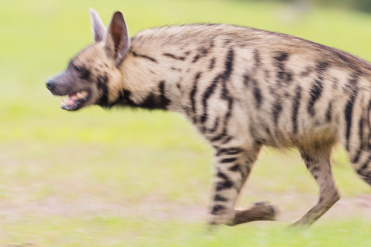 Blurry photo of a hyena
