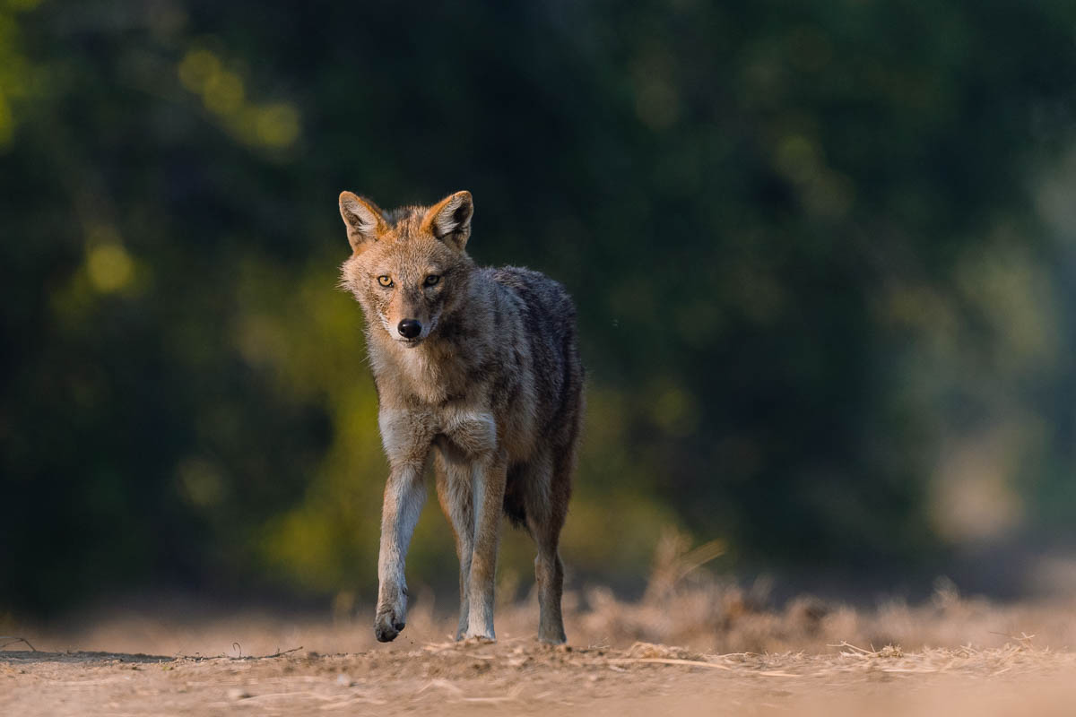 Learn advanced wildlife photography with Girish Menon