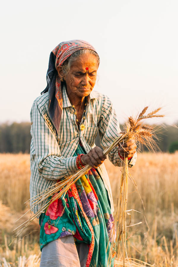 Portrait of a woman sorting out wheat at a farm in golden evening light