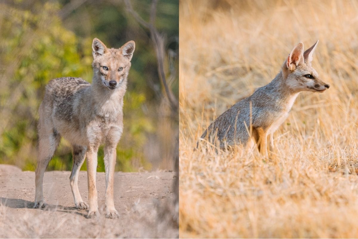 Wildlife photography comparison between harsh and soft golden light