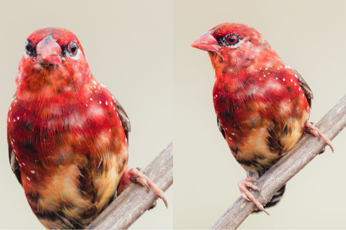 Bird photography sharpness comparison with red munia